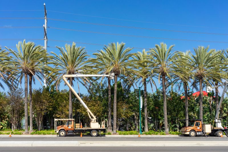 Local Palm Tree Removal pros at work