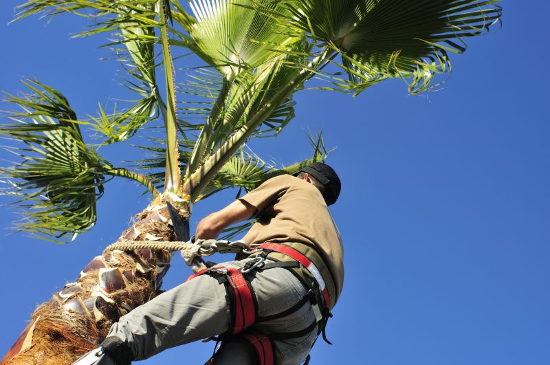Palm Tree Removal detail